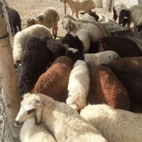 بره