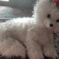 گربه پشمالو برای ویترین مغازه خوبه  تمیز فروشی