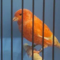 قناری رد فاکتور