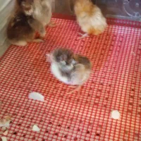 دستگاه جوجه کشی اتوماتیک ۲۵۰