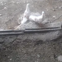 کبوتر شونی
