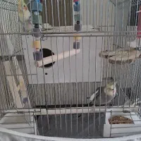 دو عدد عروس هلدی نر و ماده زیبا زرد و طوسی