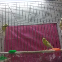 جوجه قناری ریزه خون نر