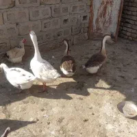 قوغاز|حیوانات مزرعه|خزل, |دیوار