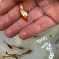 ماهی گوپی از ۶ هزار تا ۹ هزار|ماهی|تبریز, |دیوار