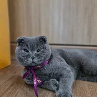 واگذری گربه اسکاتیش بلو اصل