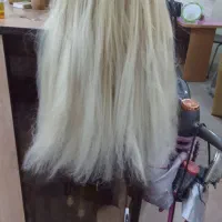 ارایشی