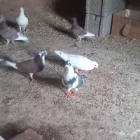 ۱۰کبوتر فروشی|پرنده|خوسف, |دیوار