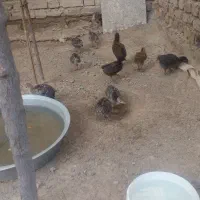 جوجه بوقلمون۱ماهه