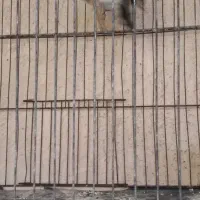 جوجه سهره قناری نر معاوضه با کبوتر