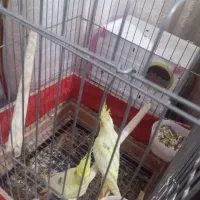 عروس هلندی سروحال پروانی|پرنده|نقده, |دیوار