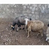 فروش میش جوان آبستن