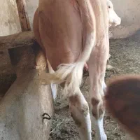 گاو گوساله ماده جنس گوشتی درجه یک