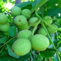 گردو اصلاح شده و با کیفیت|خدمات باغبانی و درختکاری|کلیبر, |دیوار