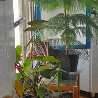 اسکاتیش دبل فولد بلو