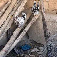 تخم نطفه دار گلین