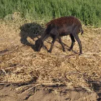 بره ماده سبک