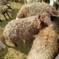 ۱۲بره نر شیری کشتاری هم پای پروار|حیوانات مزرعه|کوهدشت, |دیوار