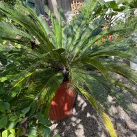 گل وگیاه|گل و گیاه طبیعی|ماسال, |دیوار