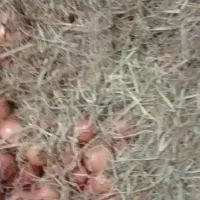 فروش انار خس|عمده‌فروشی|کوهمره, |دیوار