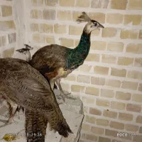 طاووس|پرنده|گرگان, |دیوار