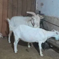 بزسانن نربزسانن نسل دار چاق قیمت جفتش فقط