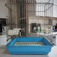 قفس عروس هلندی