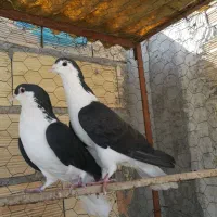 سیاه خوشرنگ|پرنده|میانه, |دیوار