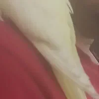 گمشده