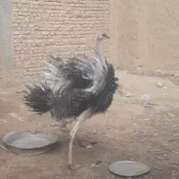 شترمرغ یک عددنرفروشی