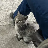 گربه حمایتی