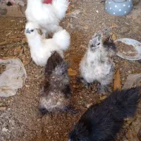 جوجه ابریشمی