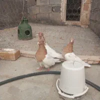 یه جعفت کبوتر کله زرد