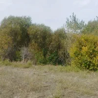 زمین|فروش زمین و ملک کلنگی|عنبران, |دیوار