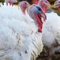 بوقلمون|حیوانات مزرعه|تربت‌حیدریه, بالا ولایت|دیوار