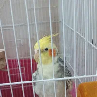 عروس هلندی ناز
