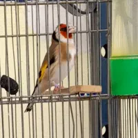 فروش سهره اس سنندج