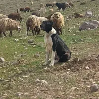ماده سک