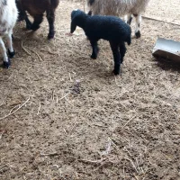 میش بابره نر