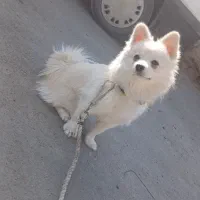 سگ پامر ۸ماهه آموزش دیده|سگ|تهران, زعفرانیه|دیوار