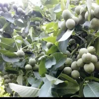 نهال گردویی