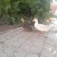 اردک