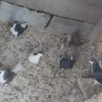 کبوتررنگی|پرنده|الوند, |دیوار