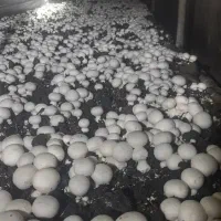 پخش قارج فله و بسته بندی|عمده‌فروشی|مشهد, ایثار|دیوار