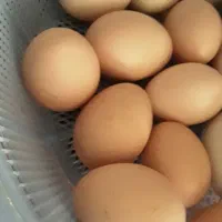 تخم مرغ محلی