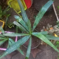 گل و گیاه گلدونی|گل و گیاه طبیعی|رشت, یخسازی|دیوار