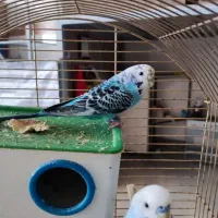 عروس هلندی آواز خون مرغ عشق نر اهلی