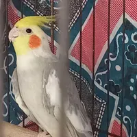عروس هلندی نر|پرنده|لاهیجان, مهرگان|دیوار