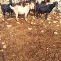 ۸عدد بز و یک عدد ساورین