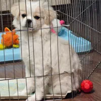 دوتا توله شیتزو پودل و مالتیز و پیکینیز فوری فروشی